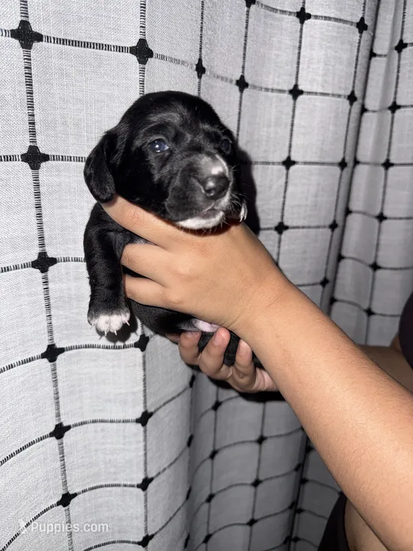 Dachshund Puppies – Dachshund puppy for sale in Deltona, FL