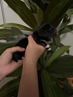 Dachshund Puppies, a male Dachshund for sale in Deltona, FL – 4 of 6