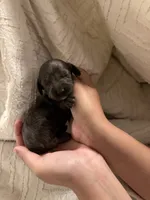 Dachshund Puppies, a male Dachshund for sale in Deltona, FL – 8 of 8
