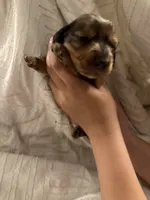 Dachshund Puppies, a male Dachshund for sale in Deltona, FL – 3 of 8