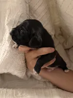 Dachshund Puppies, a male Dachshund for sale in Deltona, FL – 4 of 8