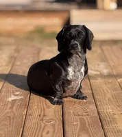 Dachshund Puppies, a male Dachshund for sale in Deltona, FL – 5 of 6