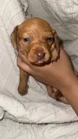 Dachshund Puppies, a male Dachshund for sale in Deltona, FL – 5 of 8