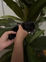 Dachshund Puppies, a male Dachshund for sale in Deltona, FL – 1 of 6
