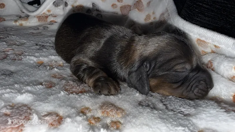 dachshund puppies