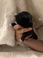 Dachshund Puppies, a male Dachshund for sale in Deltona, FL – 2 of 8
