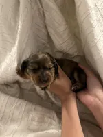 Dachshund Puppies, a male Dachshund for sale in Deltona, FL – 7 of 8