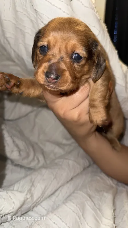 Dachshund Puppies – Dachshund puppy for sale in Deltona, FL