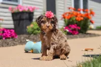 Dolly, a female Cavapoo for sale in Fredericksburg, OH – 4 of 6