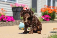 Darla, a female Cavapoo for sale in Fredericksburg, OH – 4 of 6