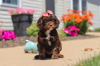 Darla, a female Cavapoo for sale in Fredericksburg, OH – 5 of 6
