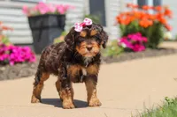 Jewel, a female Cavapoo for sale in Fredericksburg, OH – 2 of 6
