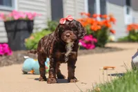 Darla, a female Cavapoo for sale in Fredericksburg, OH – 2 of 6
