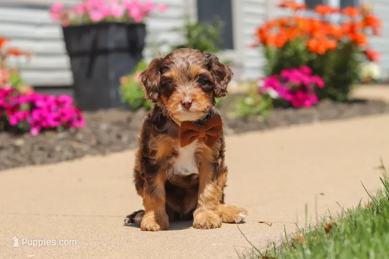 Champ – Cavapoo puppy for sale in Fredericksburg, OH