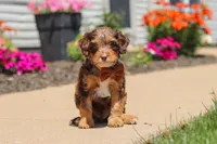 Champ, a male Cavapoo for sale in Fredericksburg, OH – 1 of 6
