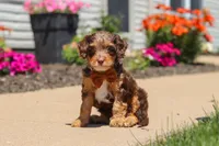 Champ, a male Cavapoo for sale in Fredericksburg, OH – 5 of 6