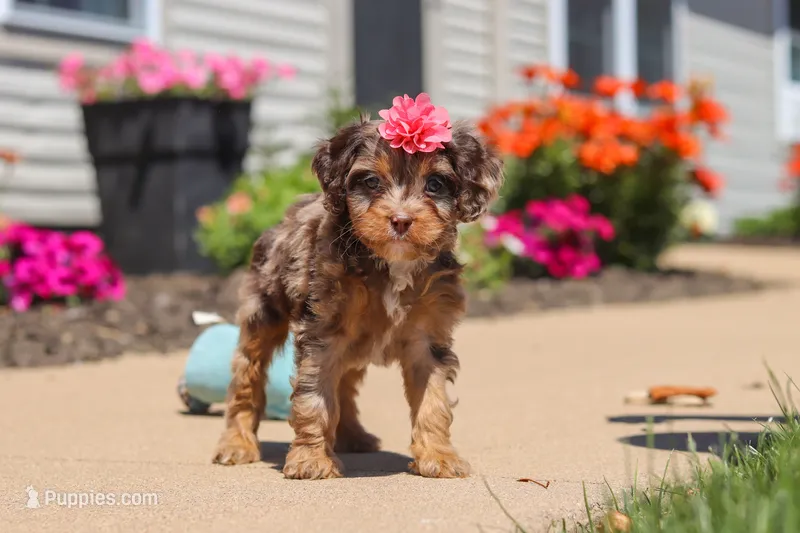 Dolly – Cavapoo puppy for sale in Fredericksburg, OH
