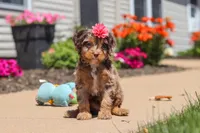 Dolly, a female Cavapoo for sale in Fredericksburg, OH – 3 of 6