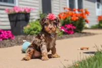 Dolly, a female Cavapoo for sale in Fredericksburg, OH – 2 of 6