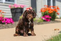 Darla, a female Cavapoo for sale in Fredericksburg, OH – 3 of 6