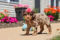 Dolly, a female Cavapoo for sale in Fredericksburg, OH – 5 of 6