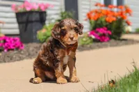 Champ, a male Cavapoo for sale in Fredericksburg, OH – 4 of 6