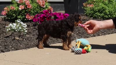 Jewel, a female Cavapoo for sale in Fredericksburg, OH – 6 of 6