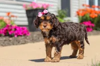 Jewel, a female Cavapoo for sale in Fredericksburg, OH – 5 of 6