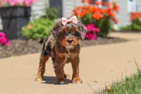 Maggie, a female Cavapoo for sale in Fredericksburg, OH – 5 of 6