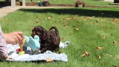 Darla, a female Cavapoo for sale in Fredericksburg, OH – 6 of 6