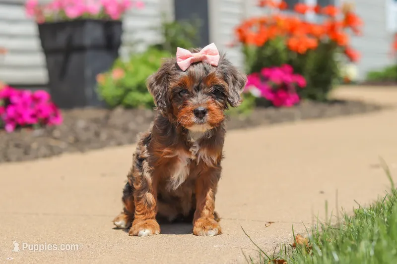 Maggie – Cavapoo puppy for sale in Fredericksburg, OH