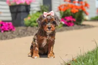 Maggie, a female Cavapoo for sale in Fredericksburg, OH – 1 of 6