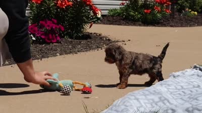 Maggie, a female Cavapoo for sale in Fredericksburg, OH – 6 of 6