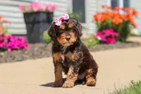 Jewel, a female Cavapoo for sale in Fredericksburg, OH – 1 of 6