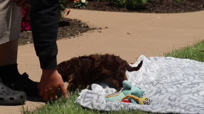 Champ, a male Cavapoo for sale in Fredericksburg, OH – 6 of 6