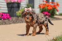 Maggie, a female Cavapoo for sale in Fredericksburg, OH – 4 of 6
