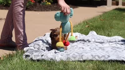 Dolly, a female Cavapoo for sale in Fredericksburg, OH – 6 of 6