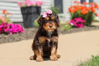 Jewel, a female Cavapoo for sale in Fredericksburg, OH – 3 of 6