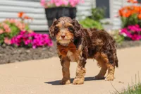 Champ, a male Cavapoo for sale in Fredericksburg, OH – 2 of 6