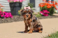 Maggie, a female Cavapoo for sale in Fredericksburg, OH – 3 of 6