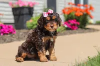 Jewel, a female Cavapoo for sale in Fredericksburg, OH – 4 of 6