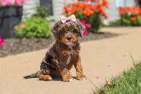 Maggie, a female Cavapoo for sale in Fredericksburg, OH – 2 of 6