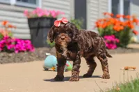 Darla, a female Cavapoo for sale in Fredericksburg, OH – 1 of 6