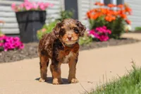 Champ, a male Cavapoo for sale in Fredericksburg, OH – 3 of 6