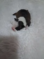 Lovey , a female Boston Terrier for sale in Catawba, NC – 4 of 9