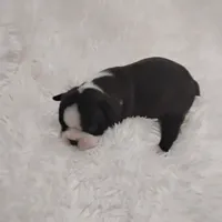 Marvin , a male Boston Terrier for sale in Catawba, NC – 4 of 8