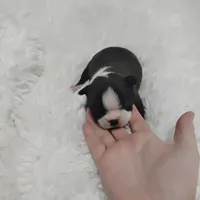 Marvin , a male Boston Terrier for sale in Catawba, NC – 2 of 8