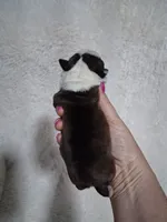 Lovey , a female Boston Terrier for sale in Catawba, NC – 6 of 9