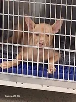 Lil Nugget, a female Boston Terrier and Golden Retriever for sale in Catawba, NC – 6 of 7
