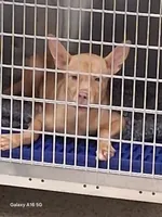 Lil Nugget, a female Boston Terrier and Golden Retriever for sale in Catawba, NC – 7 of 7